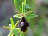 Fly Orchid and Late Spider-orchid hybrid